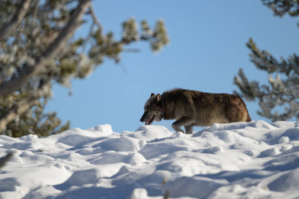 Black wolf follows its' tracks and the bison herd's track back to the valley below to rejoin its' pack mates.  This wolf chased a coyote up the hill and through the pines to protect the recent bison kill.