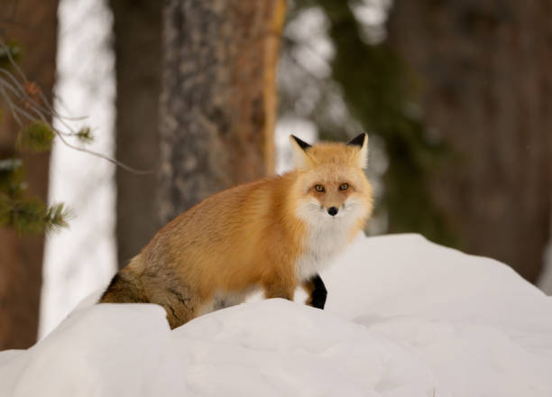 istock Stunning red fox posses on the snow hill. 2198407419