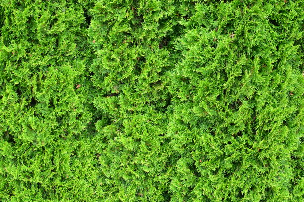 Thuja occidentalis green plant closeup view textured foliage pattern background