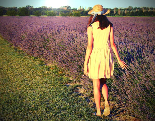 girl with straw hat walking in lavender field in summer with antique effect