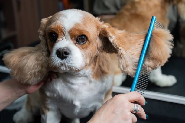 istock Groomer combing Cavalier King Charles Spaniel in grooming salon. 2198412739