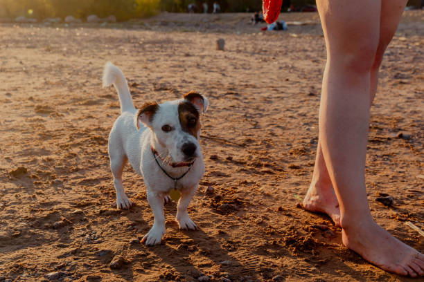 Jack Russell Terrier on the beach walking with the owner.