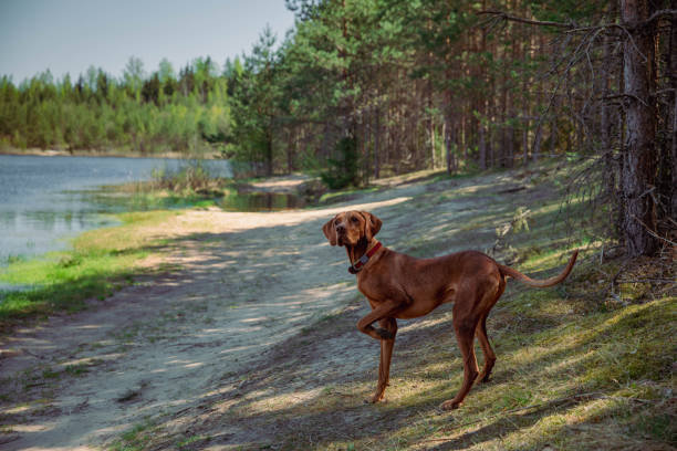 Hungarian hound vizsla dog in forrest in winter