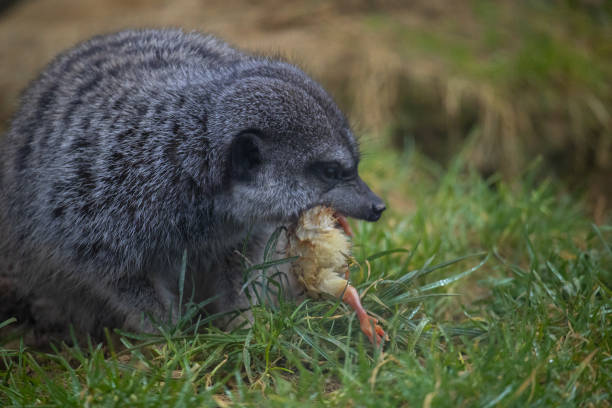 istock Little meerkat devouring a yellow chick 2198415180