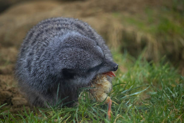 istock Little meerkat devouring a yellow chick 2198415181