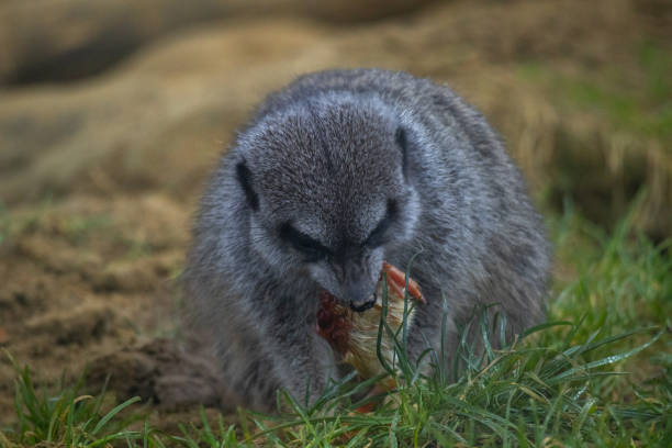 istock Little meerkat devouring a yellow chick 2198415203