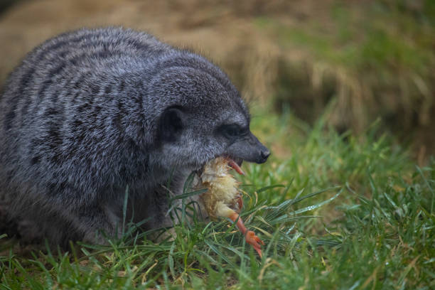 istock Little meerkat devouring a yellow chick 2198415204