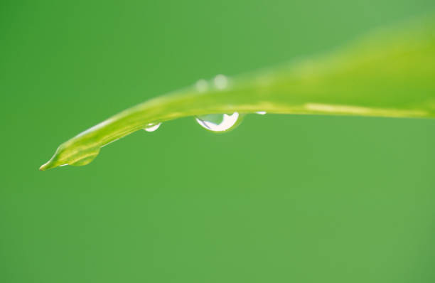 Macro Close-Up of Water Droplets on Green Leaf