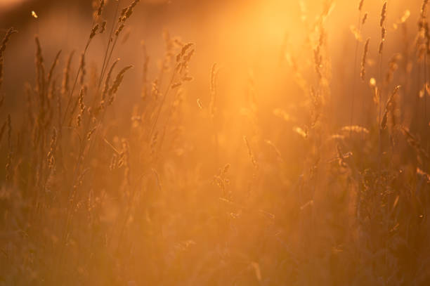 istock Golden hour glow on a field of tall grass 2198416247