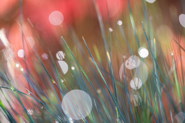 Morning dew on green grass with sunlight flares on red bokeh background