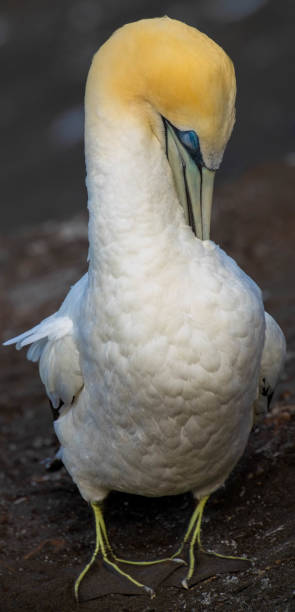 istock Gannet bird grooming in the sunlight. 2198416914
