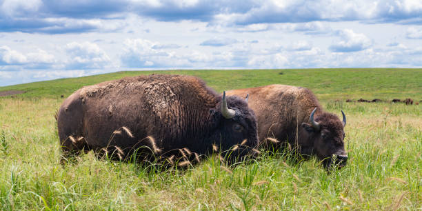 Bison, Tallgrass Prairie Preserve, Oklahoma.