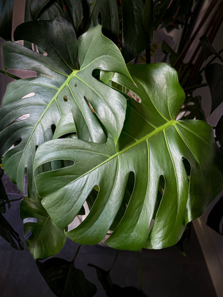 istock Houseplant leaves 2198421271