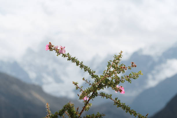 Delicate pink flowers blooming on a wild plant, enhancing the beauty of karakoram mountain range in baltoro valley