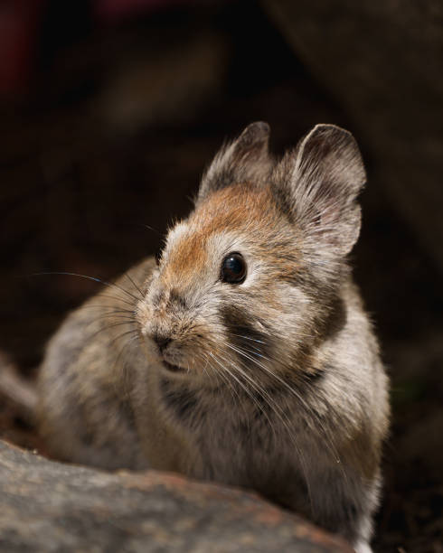 istock Small pika sitting on rock in baltoro valley, karakoram range 2198422486