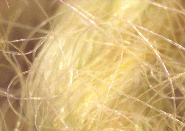 istock Fur, natural hair, texture. Image under the microscope, micro photography. Science, study and education. Multiple zoom, close-up. Scientific photography 2198425205