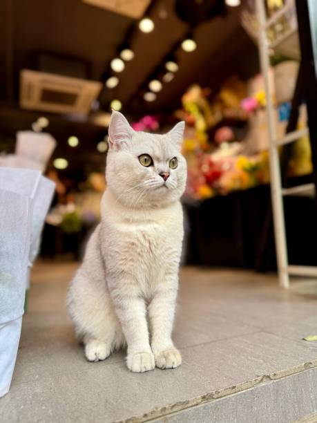 istock Cat in a Flower Shop 2198425255