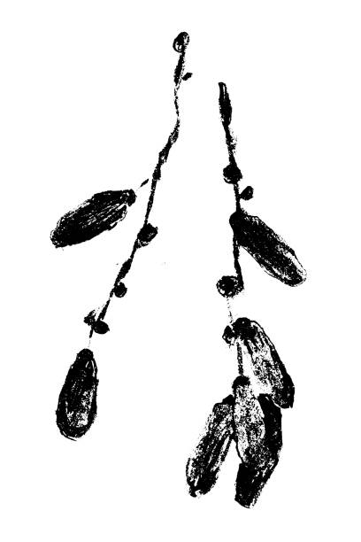 Dried dates drawings. Vector dried date symbol. Hand-drawn date fruit illustration with charcoal drawing texture. Branch date fruits sketch. drawing of a dates fruit stock illustrations