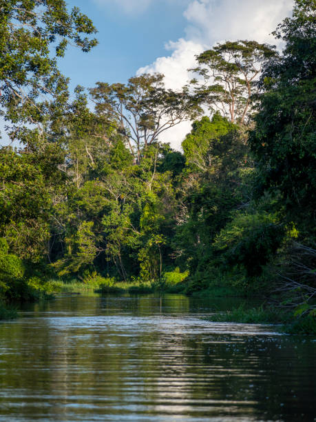 istock Amazon river landscape on a branch of the Amazon. 2198426464