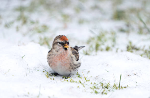 istock Redpoll in the snow, Oslo Norway 2198426548