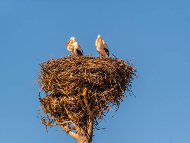 istock Two storks in a nest of branches. 2198426595