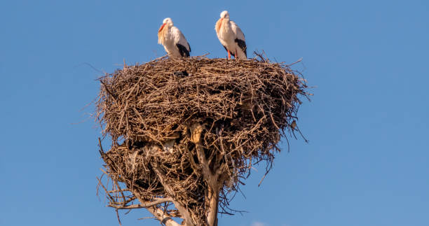 istock Two storks in a nest of branches. 2198426596