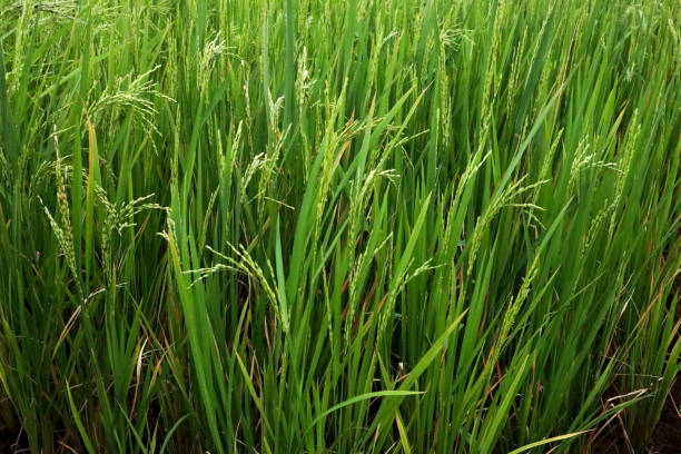 istock rice plants in rural Indonesia 2198428076
