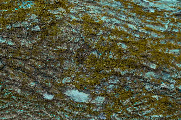 A detailed view of a moss-covered tree trunk reveals the intricate patterns of bark and vibrant green hues. This natural artwork showcases the beauty of forest ecosystems during twilight.