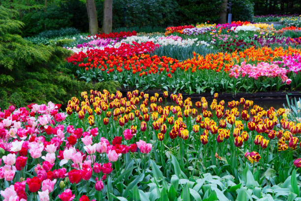 istock Rows of tulip flowers 2198429848