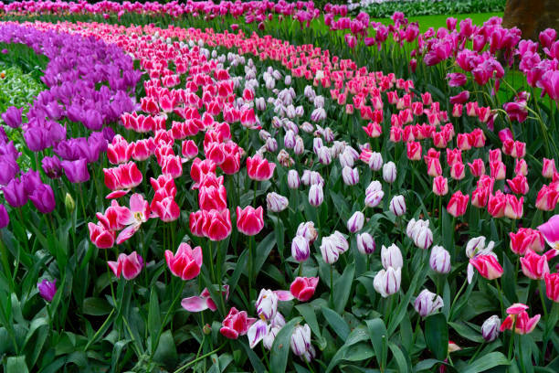 istock Rows of tulip flowers 2198429883