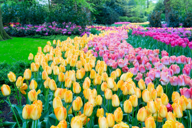 istock Rows of tulip flowers 2198429922