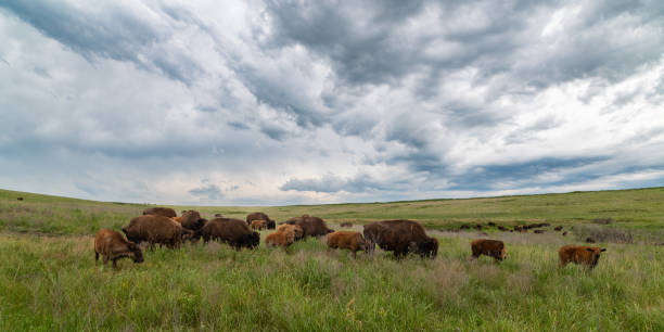 istock Bison, Tallgrass Prairie Preserve, Oklahoma 2198431293