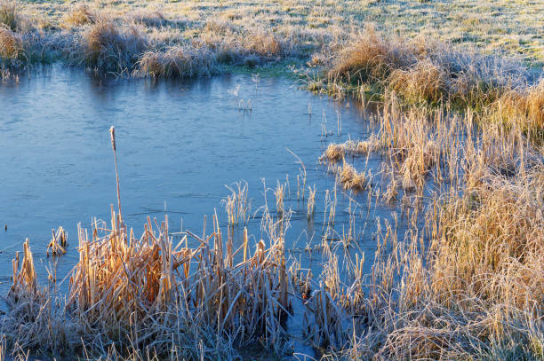 istock A small pond in a spacious field in winter. 2198432414