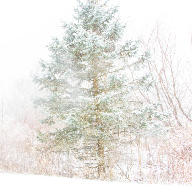 Fir branch with snow
