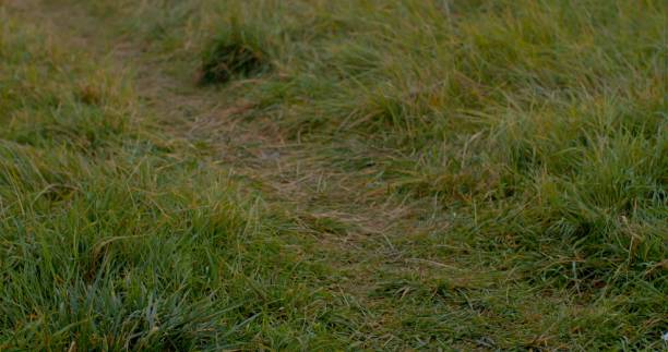 istock A Beautiful Pathway Through a Tall Grass Field Serving as a Background 2198437034