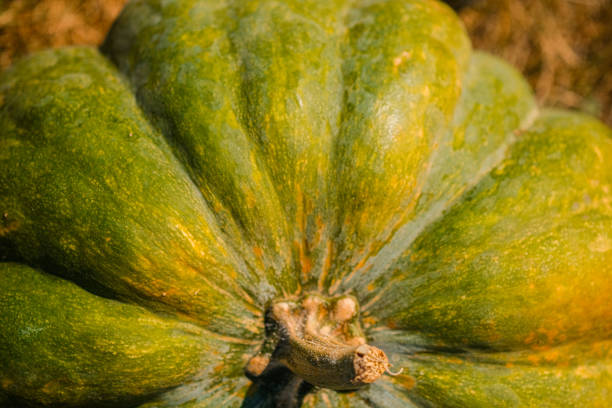 colorful pumpkin among autumnal leaves in green grass