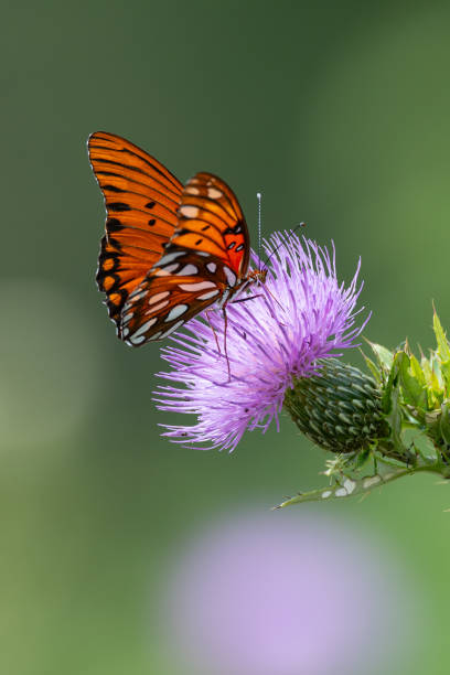 A Gulf Fritillary butterfly photographed on a thistle next to the Talimena Drive, Oklahoma.