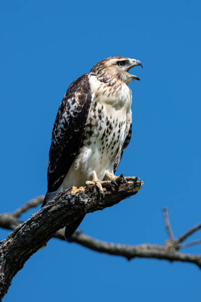 istock Red-tailed Hawk, Tallgrass Prairie Preserve, OK 2198439630