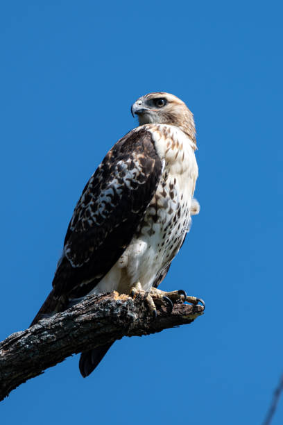 istock Red-tailed Hawk, Tallgrass Prairie Preserve, OK 2198440582