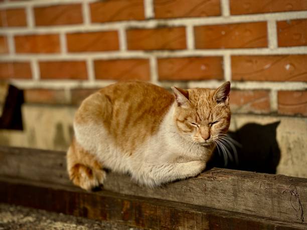 istock Orange Cat Basking in the Sun 2198447020
