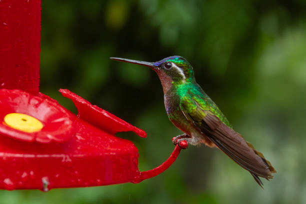 Green-Crowned Brilliant hummingbird perched on bird feeder. Focus on hummingbird.