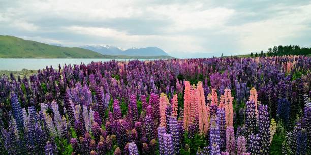 istock Lupin flowers at Lake Tekapo 2198451696