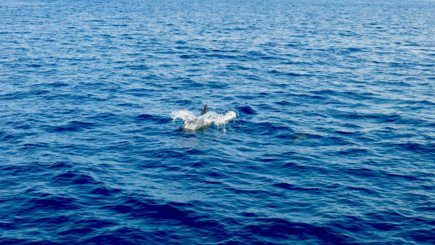 istock Dolphin jumping out of the water. 2198461054