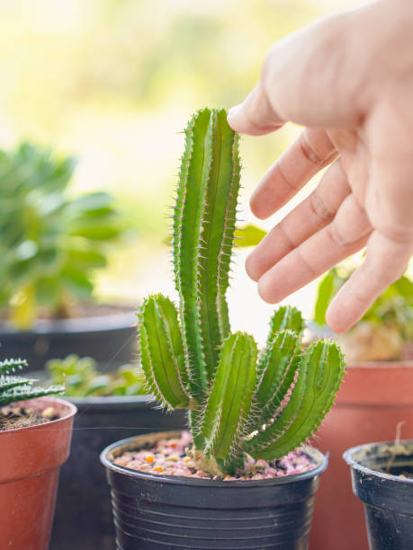istock Cactus pot mental holidays 2198461260