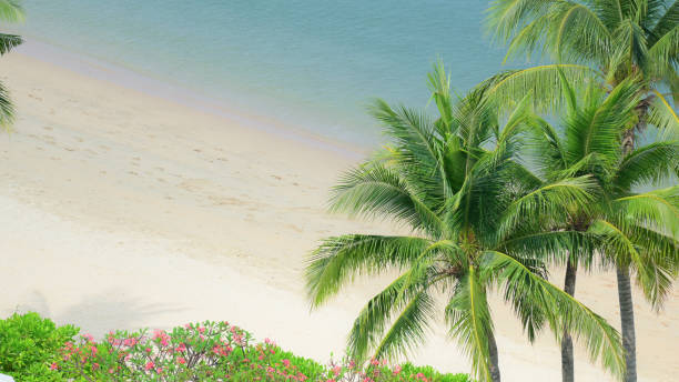 istock beautiful beach with palm tree and white sand in summertime 2198465075