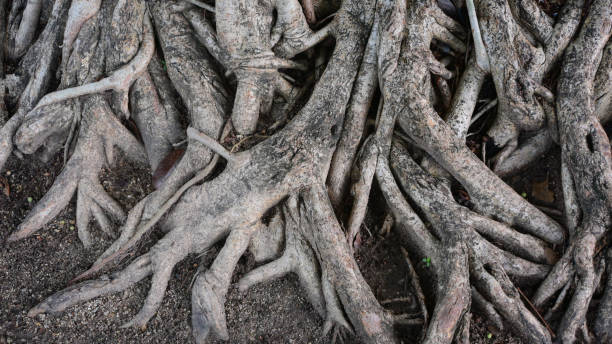 istock big trunk of banyan, brown old root tree 2198465591