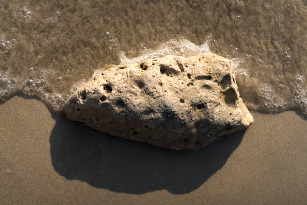 istock Coral on the beach washed by waves 2198467187