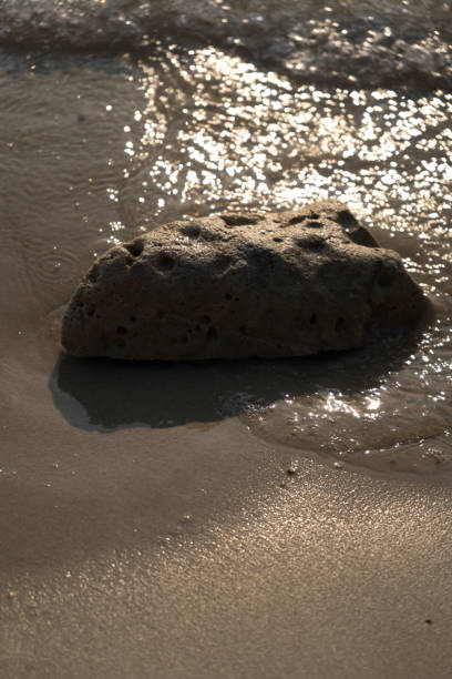 istock Coral on the beach washed by waves 2198467370