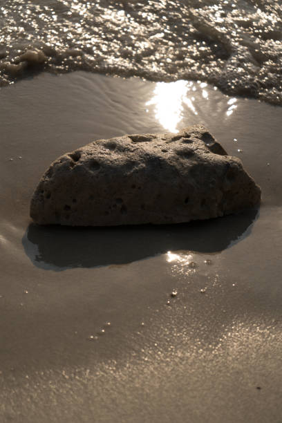 istock Coral on the beach washed by waves 2198467376