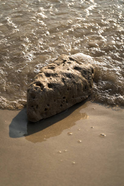 istock Coral on the beach washed by waves 2198467382
